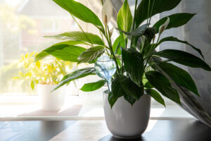 Round,Transparent,Self,Watering,Device,Globe,Inside,Potted,Peace,Lilies