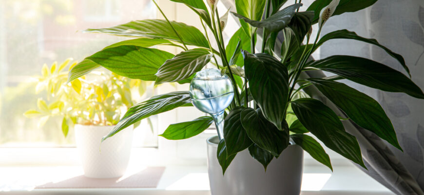 Round,Transparent,Self,Watering,Device,Globe,Inside,Potted,Peace,Lilies