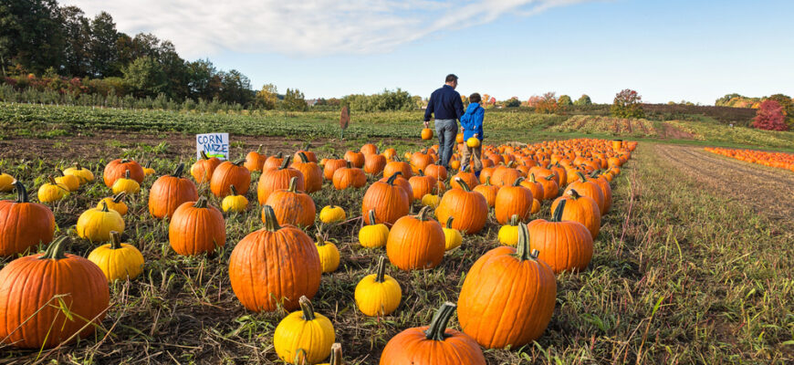 Father,And,Child,Picking,Out,A,Pumpkin,From,A,Pumpkin