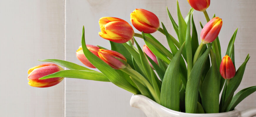 Freshly,Misted,Spring,Tulips,In,Old-fashioned,Pitcher,With,Cream,Colored