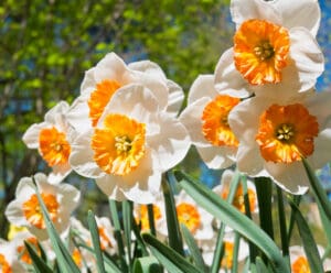 Beautiful,Daffodils,(narcissus),White,With,Yellow,In,Sunny,Spring,Day