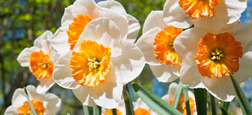 Beautiful,Daffodils,(narcissus),White,With,Yellow,In,Sunny,Spring,Day